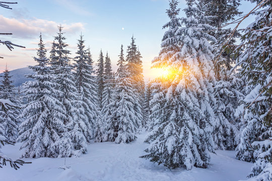 Fototapeta Spruce Tree Forest Covered by Snow in Winter