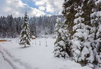 Winter snow covered fir trees on mountainside blue sky