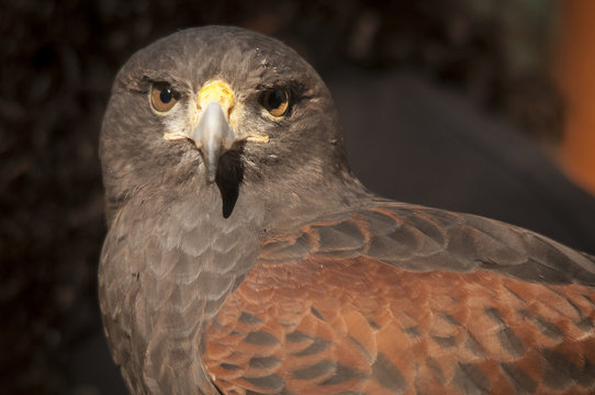 Harris Hawk Portrait