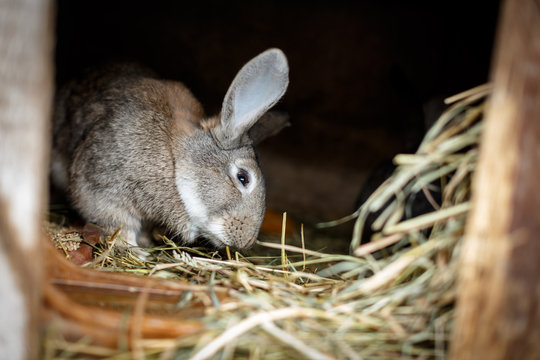 Домашний серый кролик в клетке