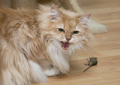 Cat Hunting Mouse