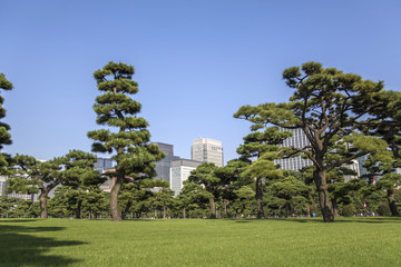 Beautiful green park garden with city view in Tokyo, Japan