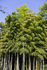 Fototapeta premium Bamboo forest