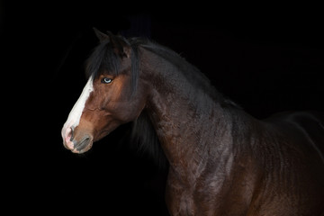 Obraz na płótnie Canvas Portrait of bay horse with blue eye isolated on black background