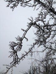 Iced rain