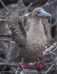 Red Footed Booby, Isla Genovese, Galapagos, Ecuador