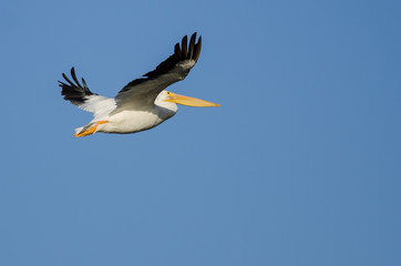 American White Pelican Flying in Blue Sky