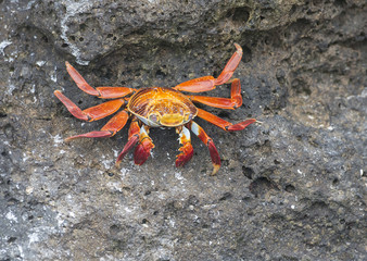 Sally Lightfoot Crab, Galapagos