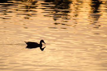 Silhouette of Duck Swimming in a Golden Pond as the Sun Sets