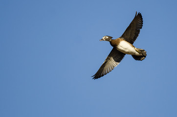 Fototapeta na wymiar Female Wood Duck Flying in a Blue Sky