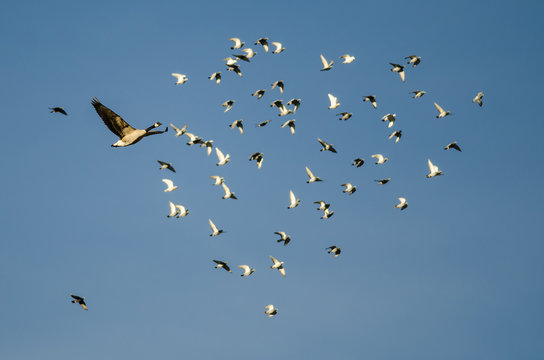 Canada Goose Flying Past a Flock of Rock Pigeons in a Blue Sky