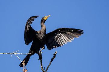 Double-Crested Cormorant Stretching Its Wings While Perched in Tall Tree