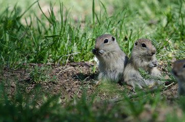 Two Cute Ground Squirrels Sharing a Scrumptious Meal