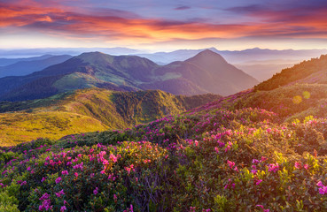 Plakat Amazing colorful sunrise in mountains with colored clouds and pink rhododendron flowers on foreground. Dramatic colorful scene with flowers
