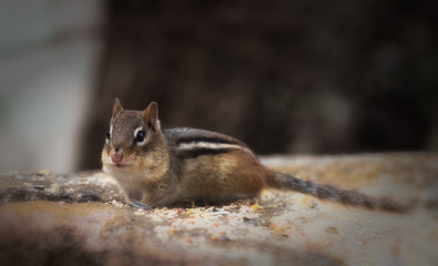 Chipmunk