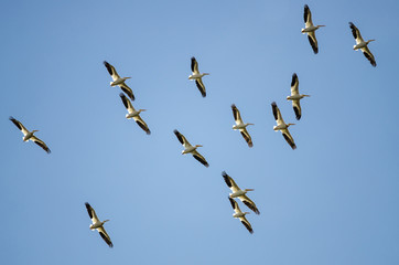 Flock of American White Pelicans Flying in a Blue Sky