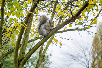 Squirrel looking and sitting on the tree branch in a London park in rainy autumn day.