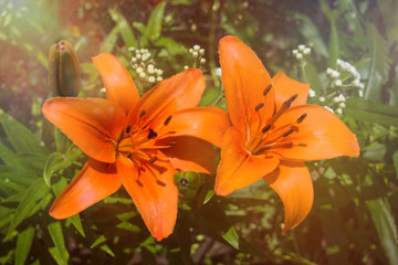 Beautiful orange vintage lily flower
