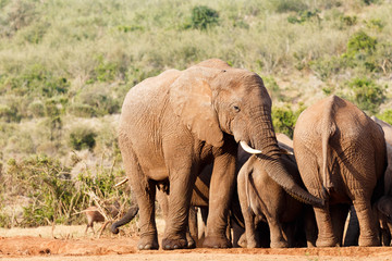 Fototapeta premium Bush Elephant grabbing towards a leg