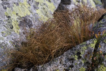 Plants growing on stones. Slovakia