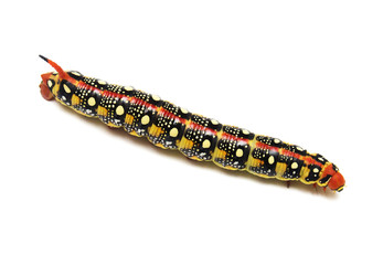 Big red caterpillar