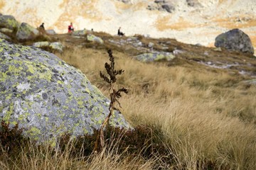 Plant and hill grass around stones. Slovakia