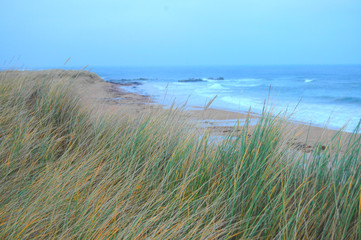 Marram grass growing on sand dunes beside beach.