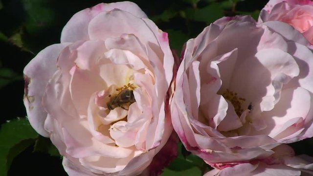 Hellrosa Rosenblüten schaukeln im Wind und eine Honigbiene holt in einer davon Nektar (Nahaufnahme)