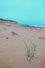 Marrram grass starting to colonise the top of a beach.