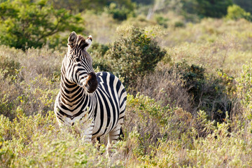 Zebra standing and waiting for the tribe