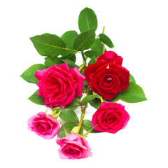 A beautiful bouquet of red flowers