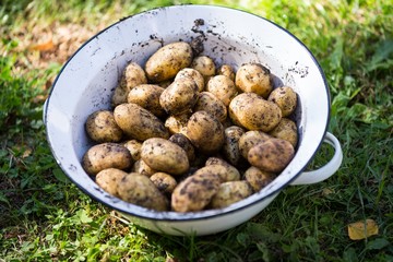 Close-up of potatoes in a bowl