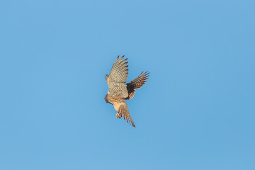 falke