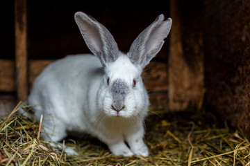 Белый кролик © vasilaleksandrov