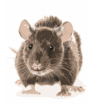 picture of rat