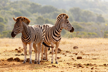 Burchell's Zebras standing guard