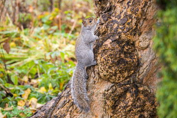 Squirrel on the tree posing and looking around in a nice London park with different plants in rainy autumn day.