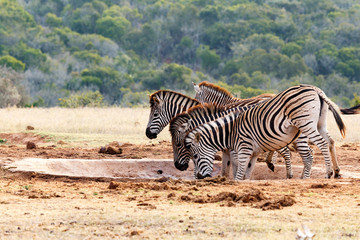 Burchell's Zebra lifting their heads up in a sequence