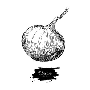 Onion hand drawn illustration. Isolated Vegetable engrave