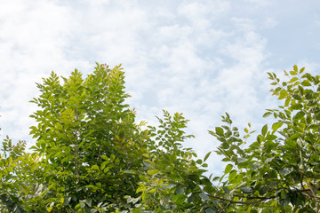 group of green leaf and sky,green leaf from garden,green leaf make oxygen and part of tree