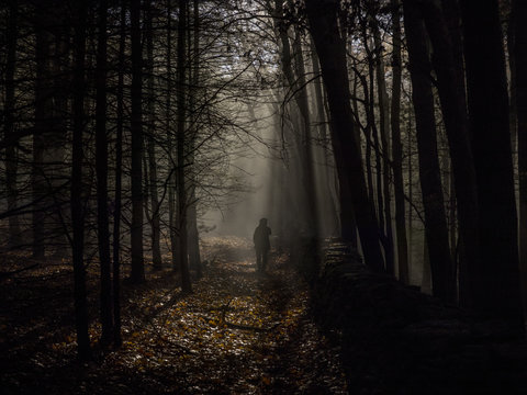 Person walking through forest, rear view