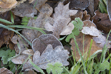 Fallen oak & beech leaves on the grass frozen dew, hoarfrost cov
