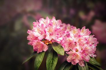 Pink oleander flowers closeup