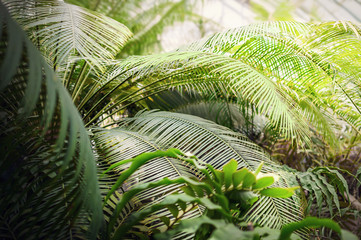Green thick jungle. Tropical, moist forest scene