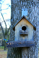 tomtit on the feeding-rack seeks the birdseed