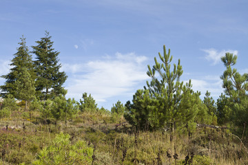 Obraz premium Forest