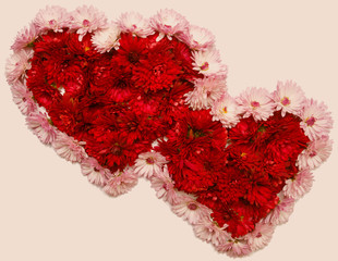 Two red heart from chrysanthemum flowers