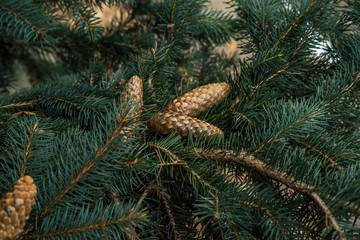 Strobiles growing on spruce branches