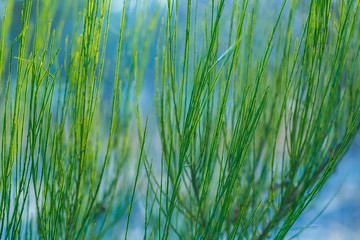 Withered broom branches in winter