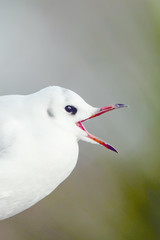 Black-headed Gull, Chroicocephalus ridibundus